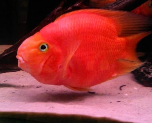Papağan Cichlid