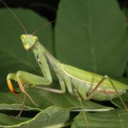 Peygamber Devesi (Mantis) Peygamber Devesi (Mantis)