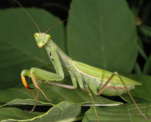 Peygamber Devesi (Mantis)