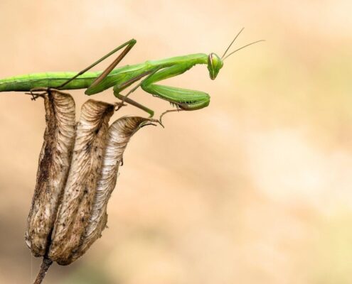 Peygamber Devesi (Mantis)