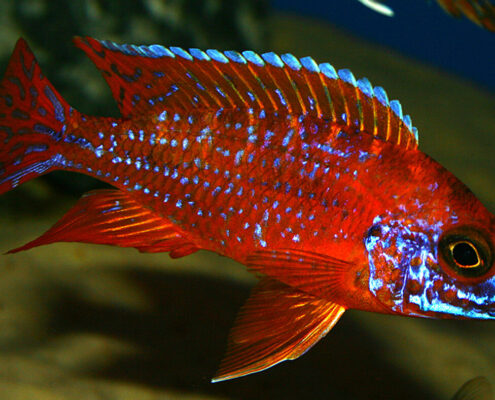 Red Rubin Cichlid