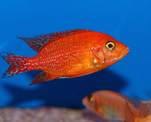 Red Rubin Cichlid