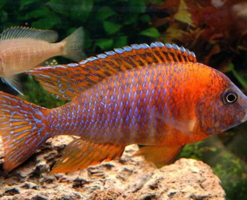 Red Rubin Cichlid