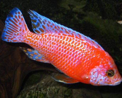 Red Rubin Cichlid