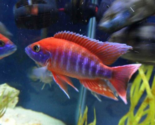 Red Rubin Cichlid