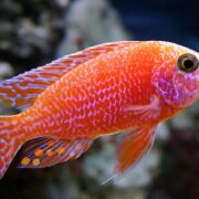Red Rubin Cichlid