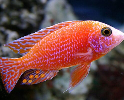 Red Rubin Cichlid