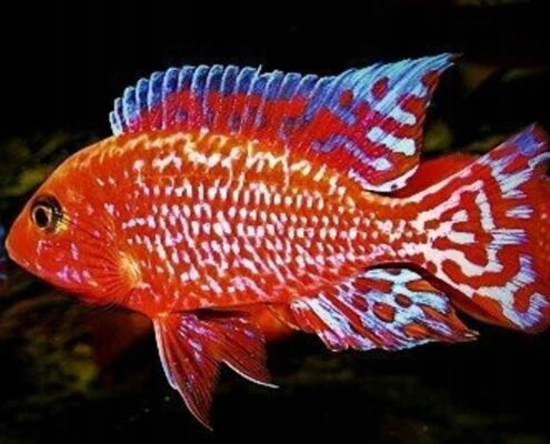 Red Rubin Cichlid