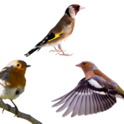 Saka, Bülbül ve İspinoz İsimleri