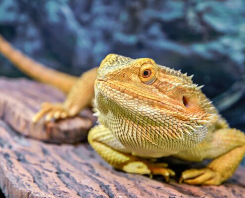 Sakallı Ejder (Bearded Dragon)