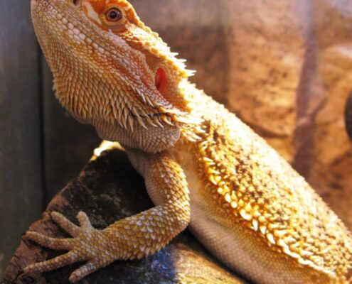 Sakallı Ejder (Bearded Dragon)