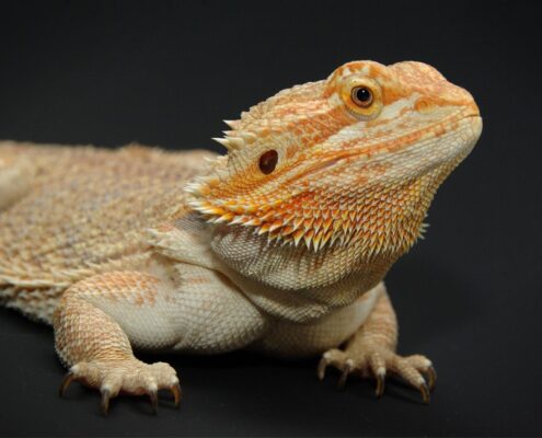 Sakallı Ejder (Bearded Dragon)