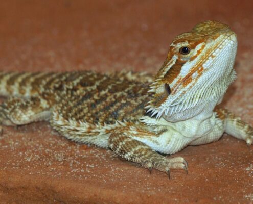 Sakallı Ejder (Bearded Dragon)