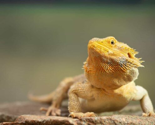 Sakallı Ejder (Bearded Dragon)