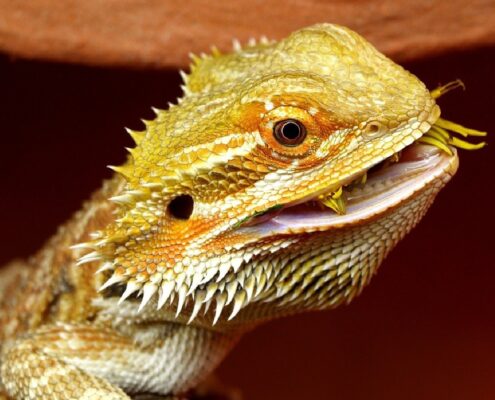 Sakallı Ejder (Bearded Dragon)