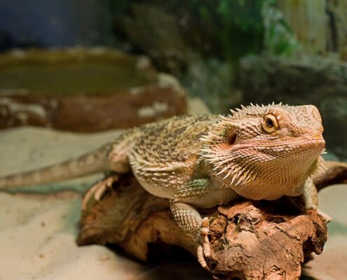 Sakallı Ejder (Bearded Dragon)
