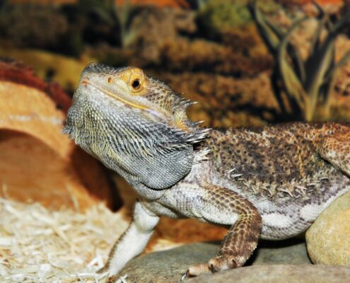 Sakallı Ejder (Bearded Dragon)