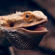 Sakallı Ejder (Bearded Dragon) Sakallı Ejder (Bearded Dragon)