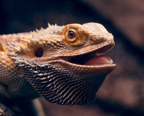 Sakallı Ejder (Bearded Dragon)