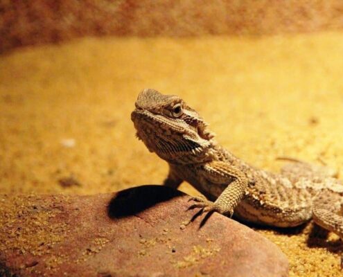 Sakallı Ejder (Bearded Dragon)
