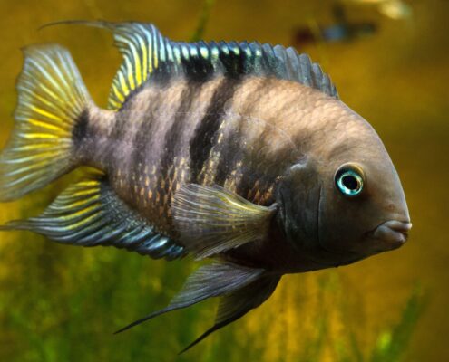 Sayika Cichlid (Sajica)