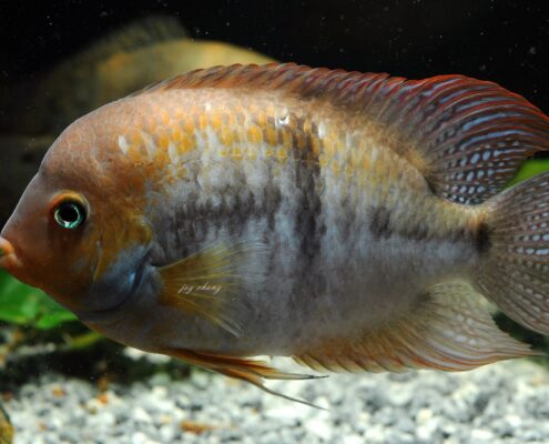 Sayika Cichlid (Sajica)
