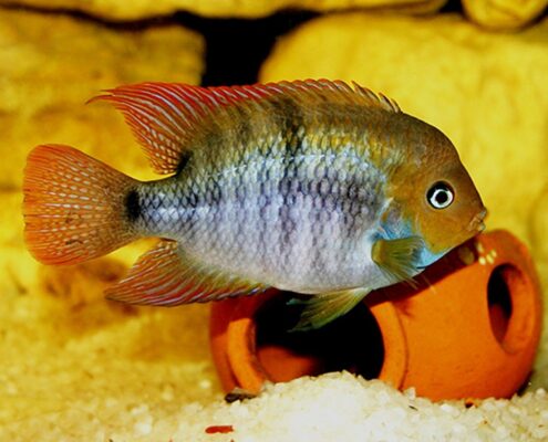 Sayika Cichlid (Sajica)