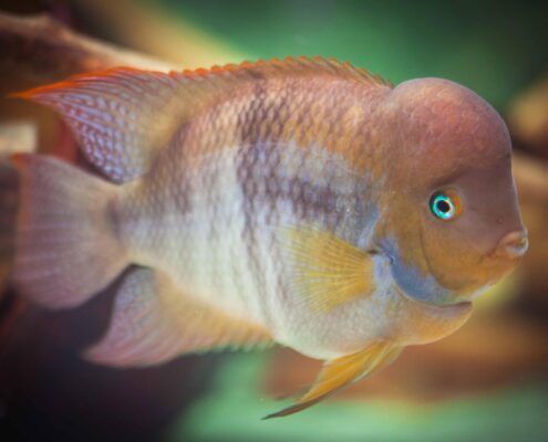 Sayika Cichlid (Sajica)