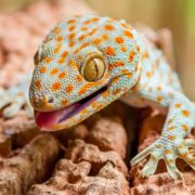 Tokay Gecko Tokay Gecko