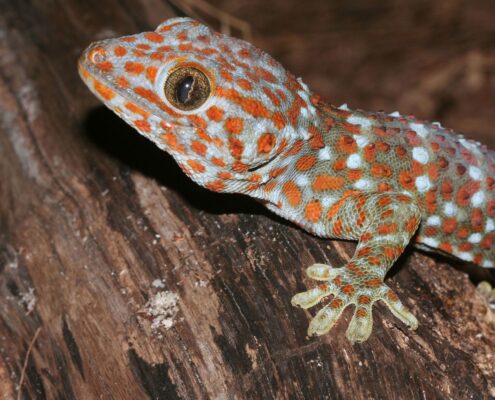 Tokay Gecko