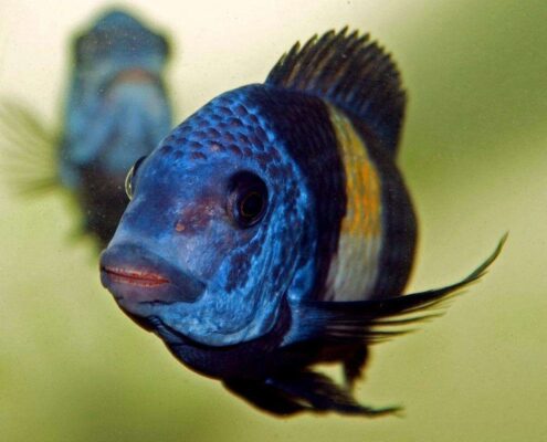 Tropheus Duboisi
