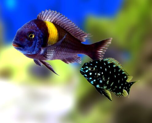 Tropheus Duboisi