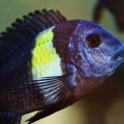 Tropheus Duboisi Tropheus Duboisi