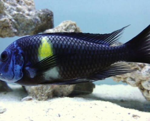 Tropheus Duboisi