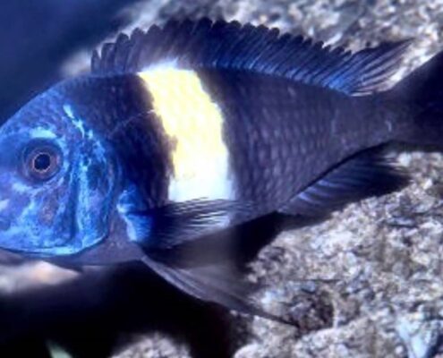 Tropheus Duboisi