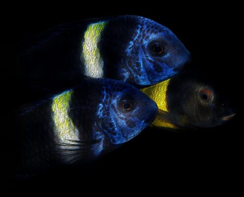 Tropheus Duboisi