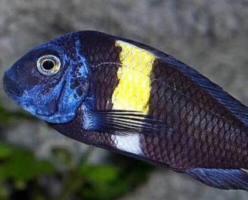 Tropheus Duboisi