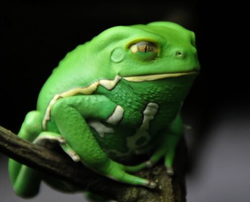 Waxy Monkey Tree Frog (Mumlu Maymun Ağaç Kurbağası)