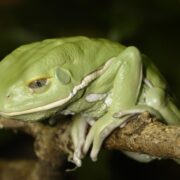 Waxy Monkey Tree Frog (Mumlu Maymun Ağaç Kurbağası) Waxy Monkey Tree Frog (Mumlu Maymun Ağaç Kurbağası)