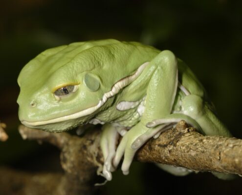Waxy Monkey Tree Frog (Mumlu Maymun Ağaç Kurbağası)