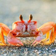 Yengeçler Hakkında Genel Bilgiler