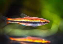 Altın Kalem Balığı