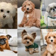 Büyümeyen Köpek Irkları ve Genel Özellikleri Büyümeyen Köpek Irkları ve Genel Özellikleri