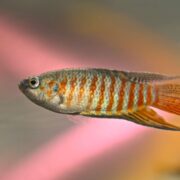 Cennet Balığı Cennet Balığı