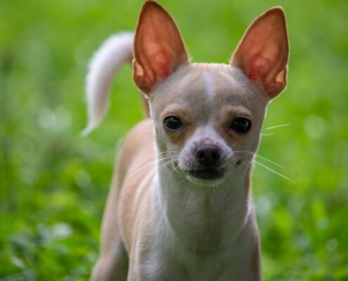 Büyümeyen Köpek Irkları ve Genel Özellikleri