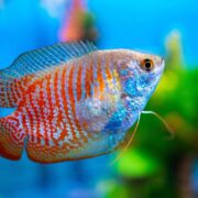 Cüce Gurami Cüce Gurami