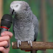 En Konuşkan 10 Kuş Türü