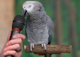 En Konuşkan 10 Kuş Türü