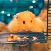 Hamsterların Yememesi Gereken Yiyecekler Hamsterların Yememesi Gereken Yiyecekler