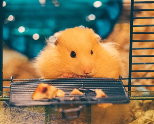 Hamsterların Yememesi Gereken Yiyecekler